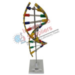 DNA Model STEM Science Lab Demonstration Model